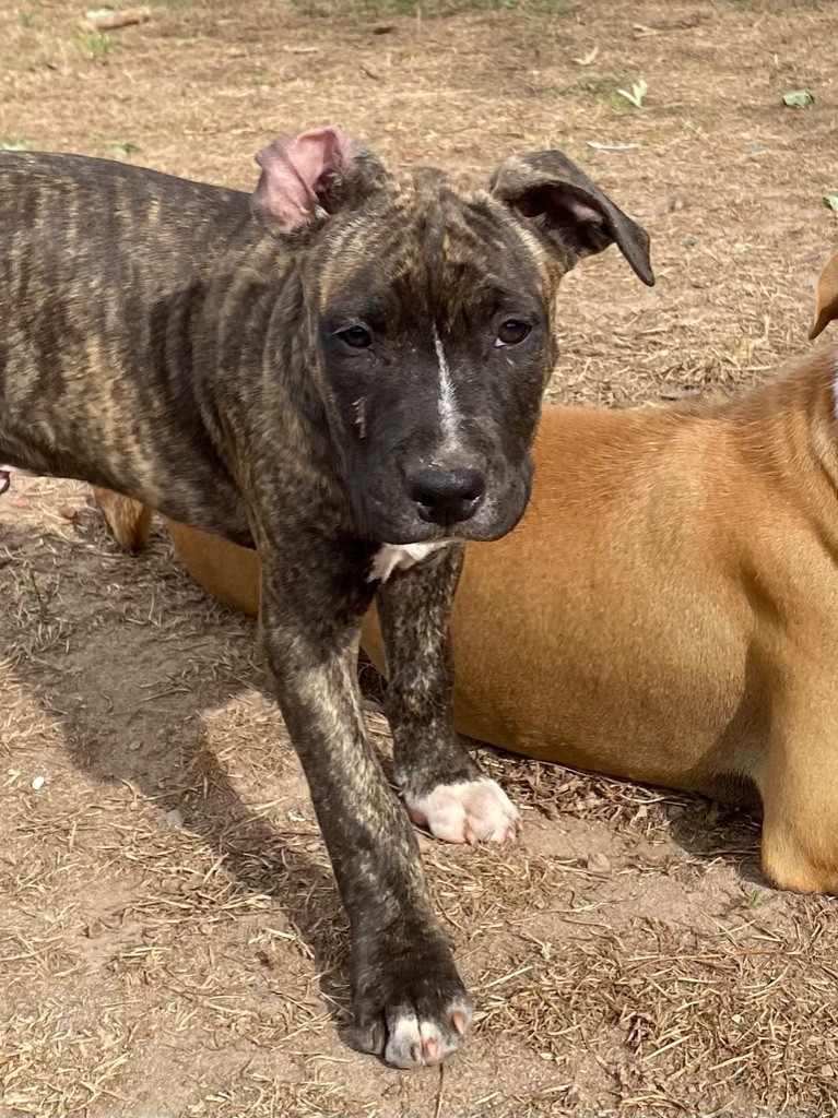 Celt' And Dac - Chiot disponible  - American Staffordshire Terrier