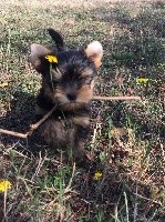 Celt' And Dac - Yorkshire Terrier - Portée née le 27/06/2019
