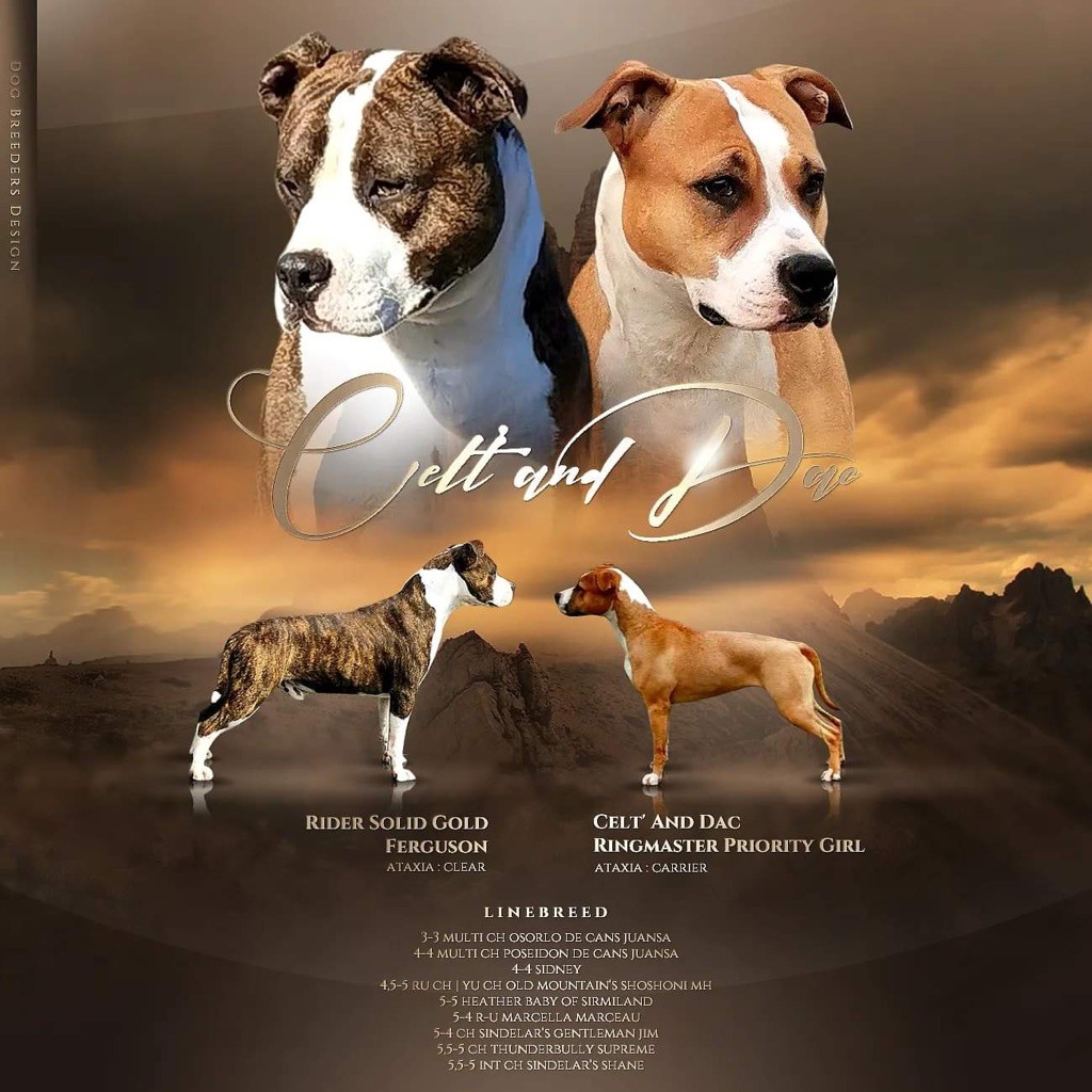 chiot American Staffordshire Terrier Celt' And Dac