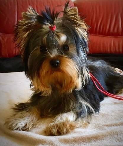 chiot Yorkshire Terrier Celt' And Dac