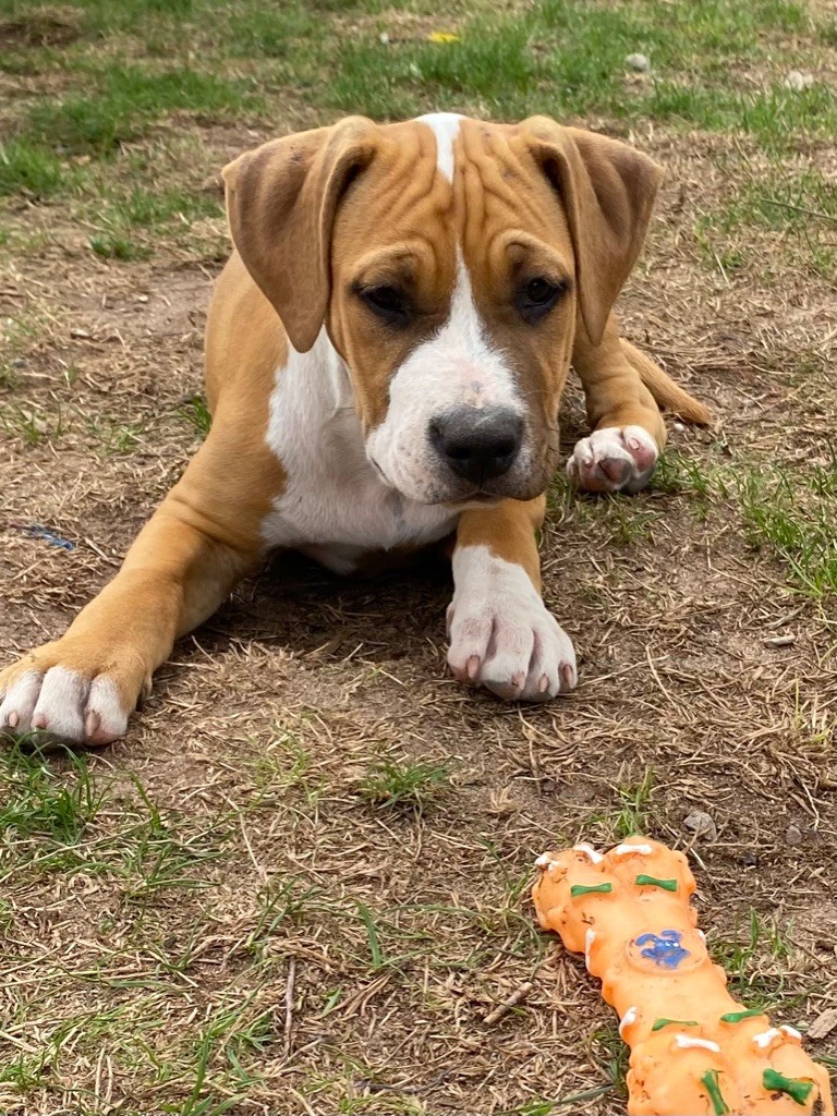 Celt' And Dac - Chiots disponibles - American Staffordshire Terrier