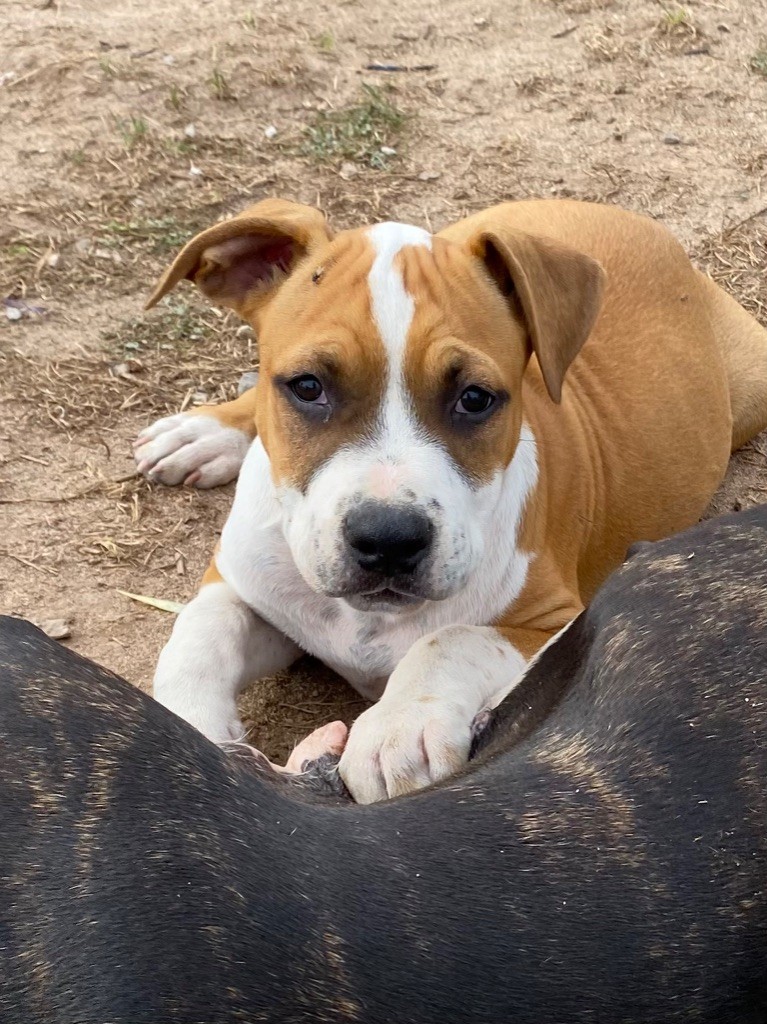 Celt' And Dac - Chiots disponibles - American Staffordshire Terrier