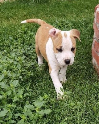 CHIOT